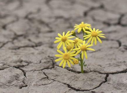 Resilience