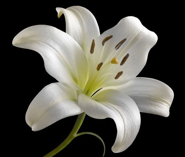 Buy Yourself the F*cking&nbsp;Lilies