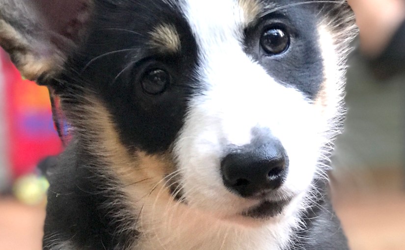 Toddlers, goats, chickens and a&nbsp;puppy!