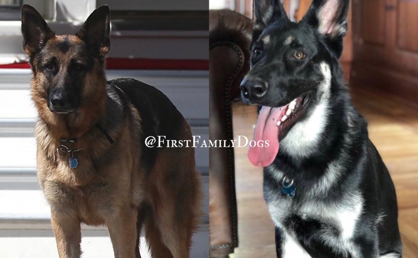 Dogs in The White House&nbsp;Again!