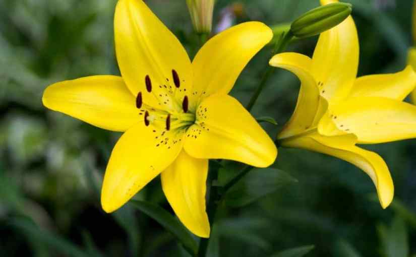 Yellow lilies for&nbsp;solstice