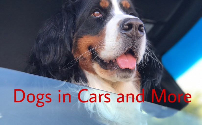 Dogs in Cars