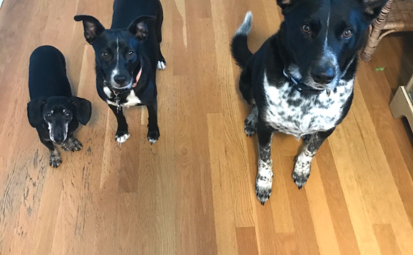 Why I Pet&nbsp;Sit