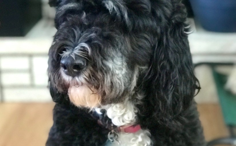 Dogs, Children and&nbsp;Healing