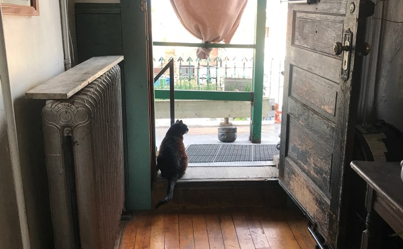 Remembering Brenda, aka Black&nbsp;Kitty