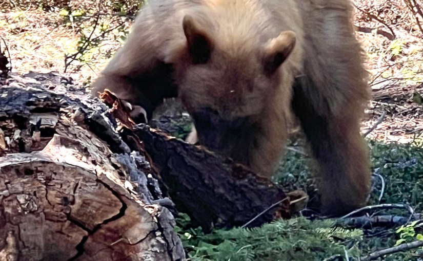 Strength in Numbers and A Bear in the&nbsp;Car